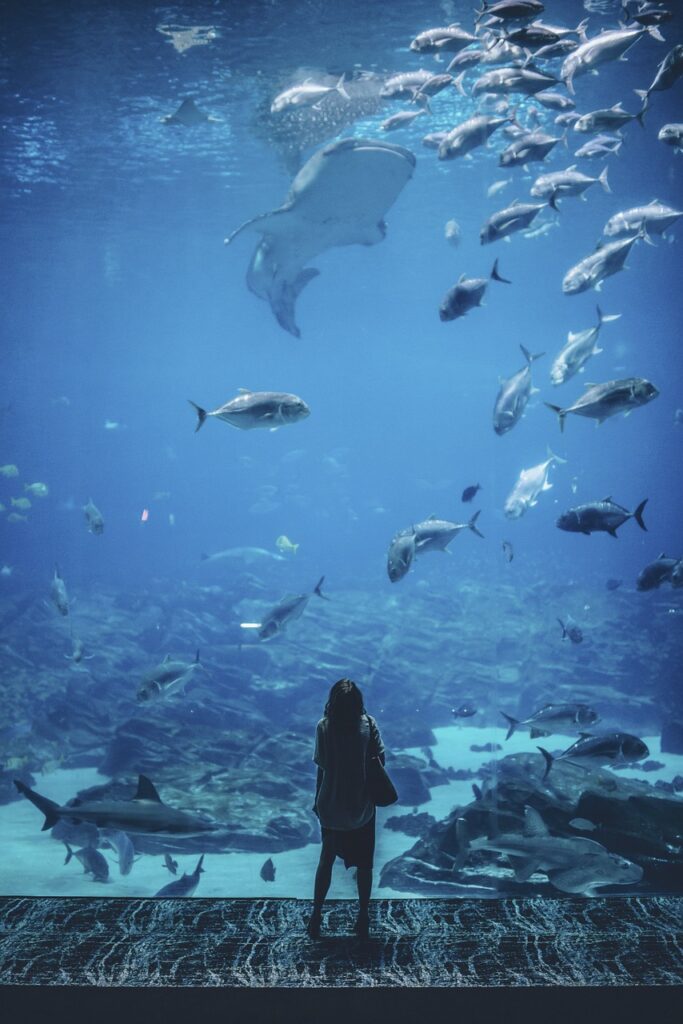 Ripleys Aquarium Of The Smokies