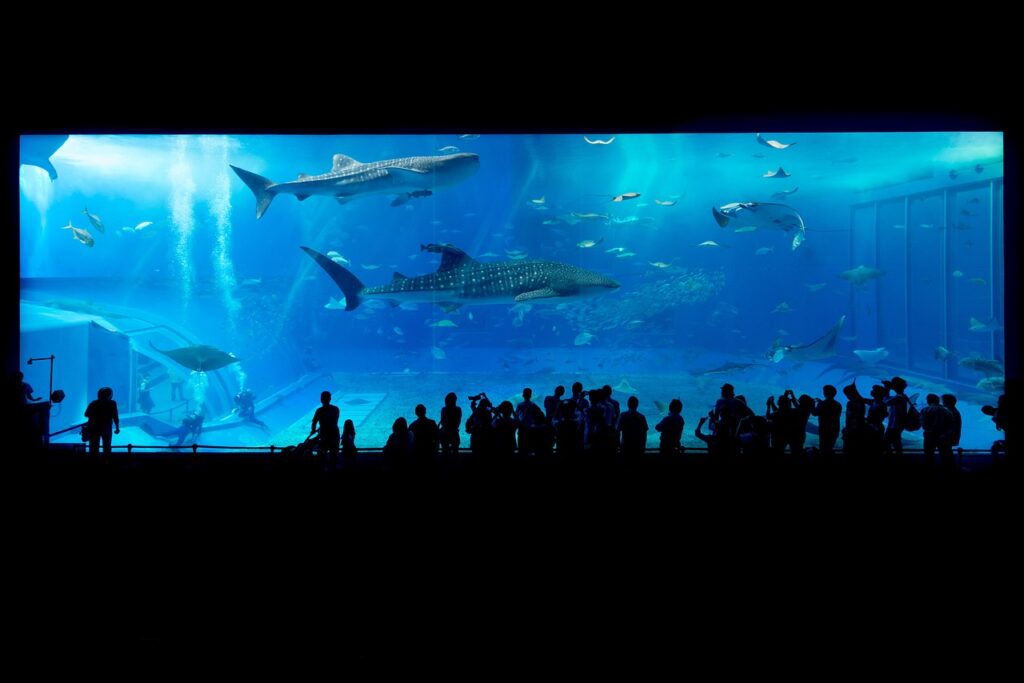 Ripleys Aquarium Of The Smokies