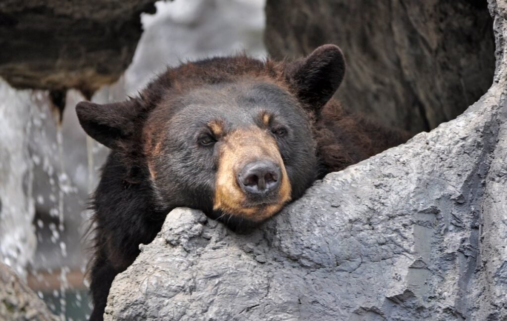 Family-friendly Wildlife Encounters In Gatlinburg