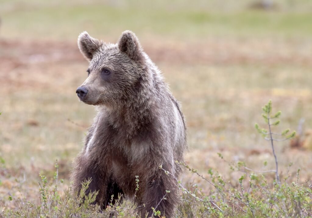 Where Are The Most Bears In The Smoky Mountains?