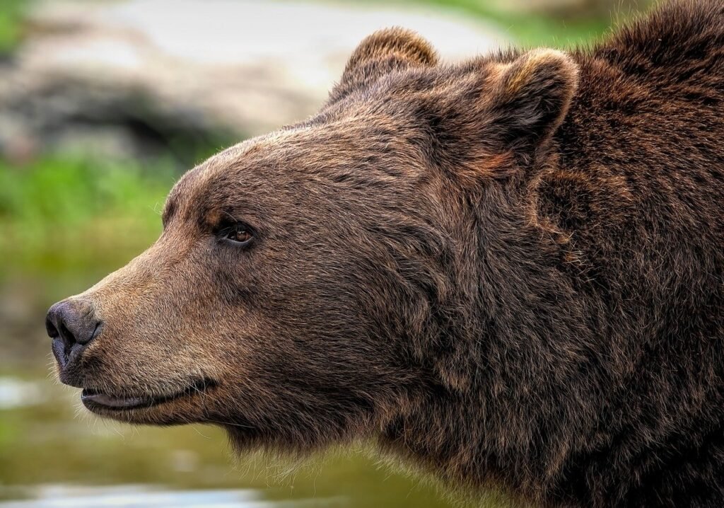 Where Are The Most Bears In The Smoky Mountains?