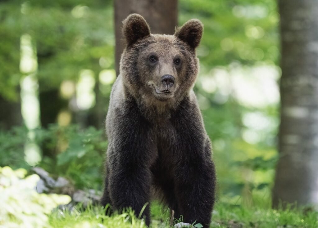 Where Are The Most Bears In The Smoky Mountains?