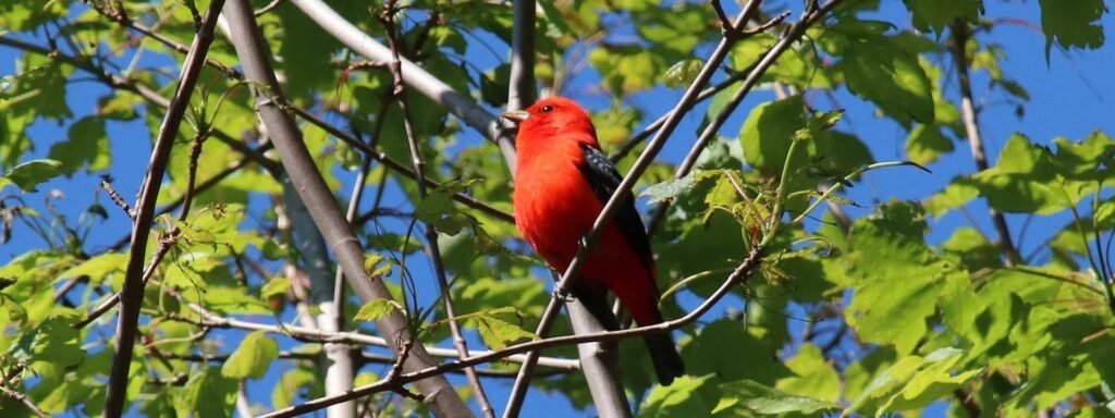 Family-friendly Bird-watching Spots In Gatlinburg