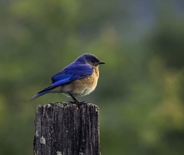 Family-friendly Bird-watching Spots In Gatlinburg