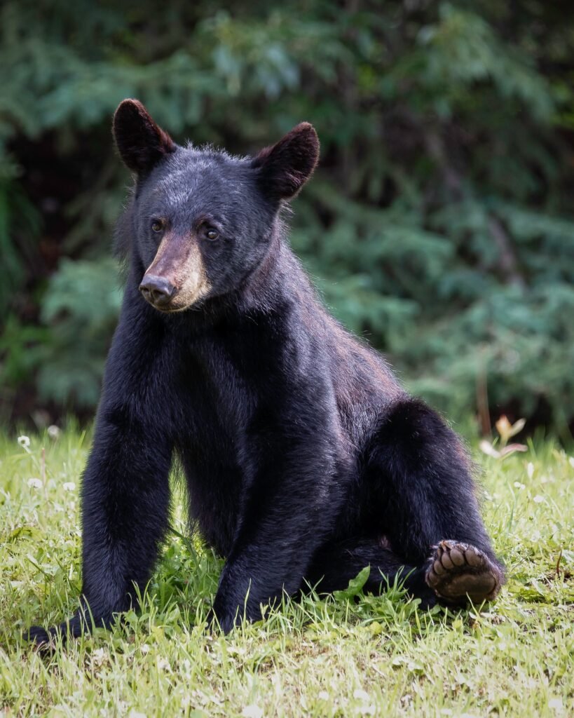 How Common Are Bears In Smoky Mountains?