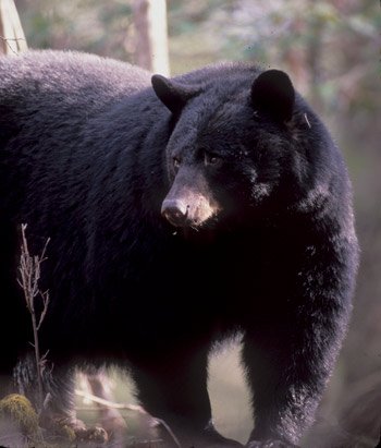 How Common Are Bears In Smoky Mountains?