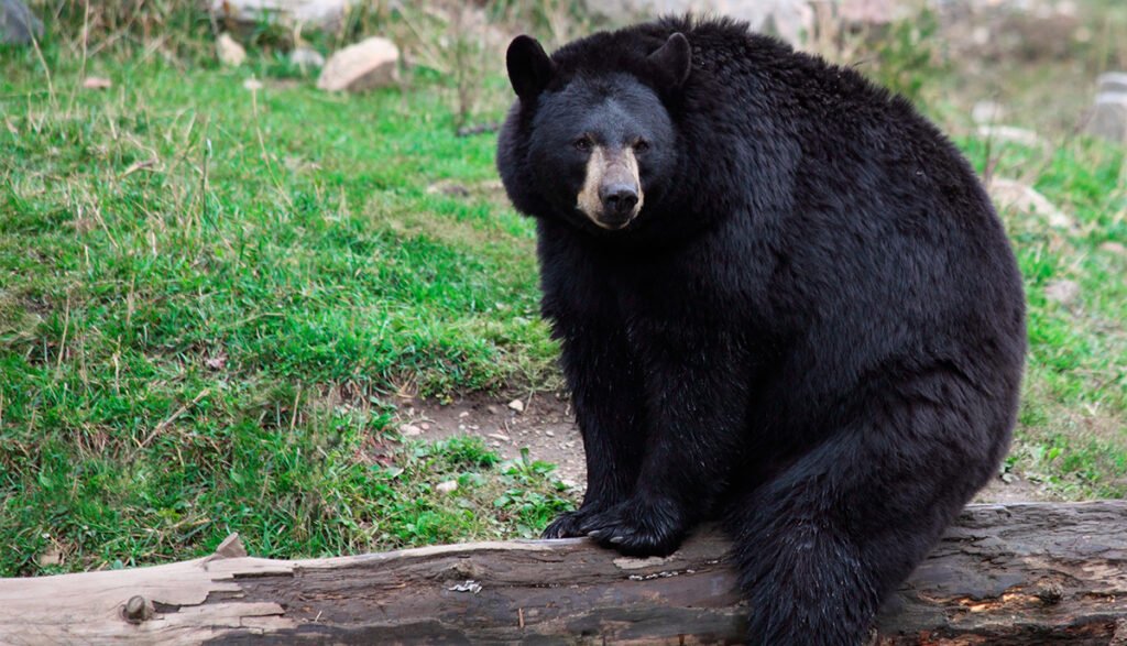 How Common Are Bears In Smoky Mountains?