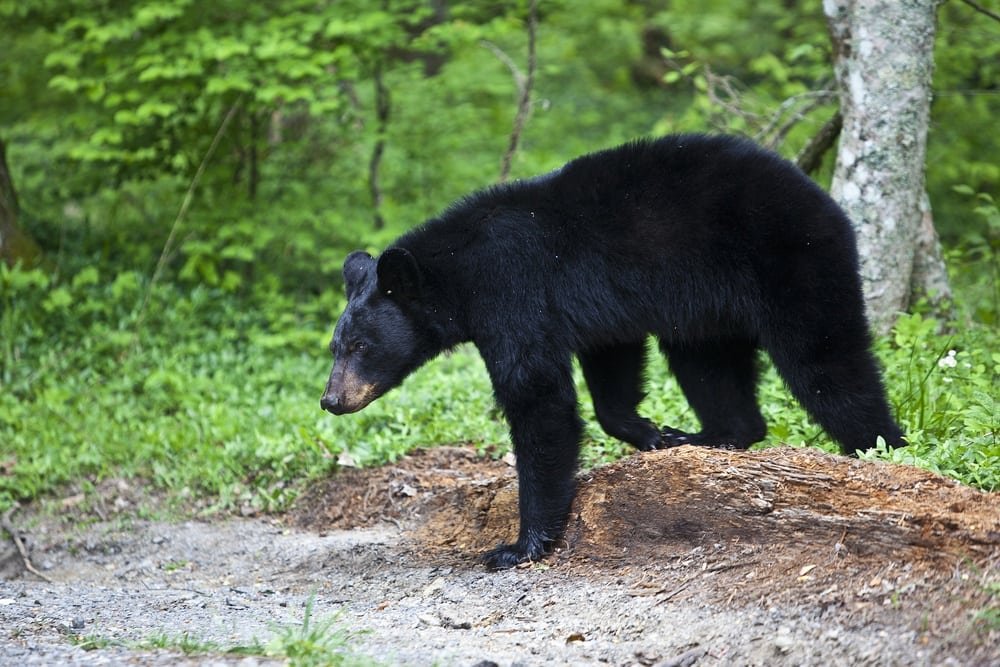 How Common Are Bears In Smoky Mountains?